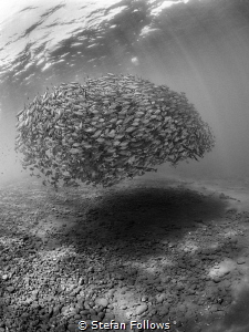 Dark Matter

Oxeye Scad - Selar boops

Tulamben Wall,... by Stefan Follows 
